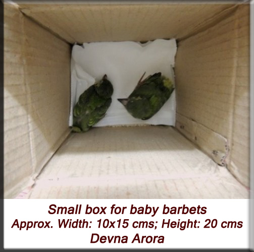 Devna Arora - Housing baby birds